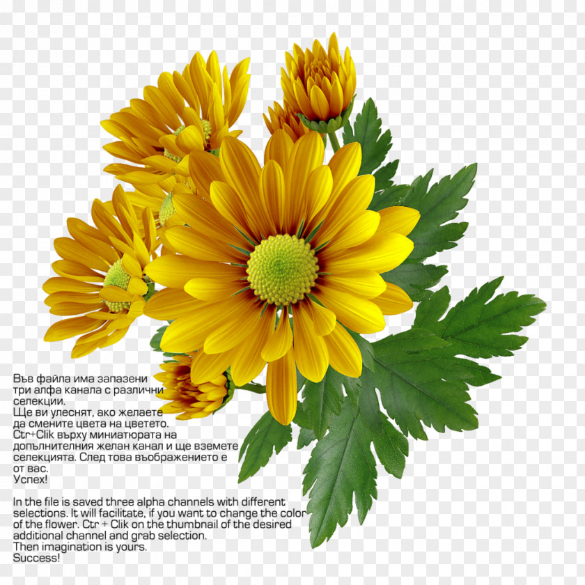 Chrysanthemum Transparent Image Clip Art PNG