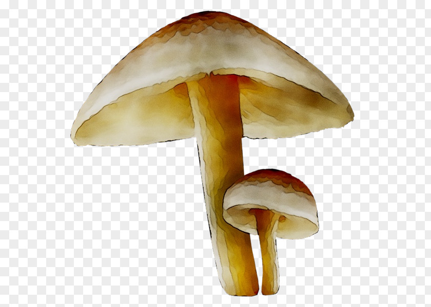 Clip Art Edible Mushroom Common PNG