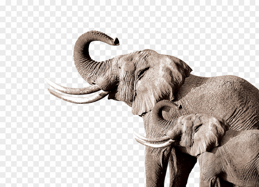 Elephant African Indian Drawing PNG