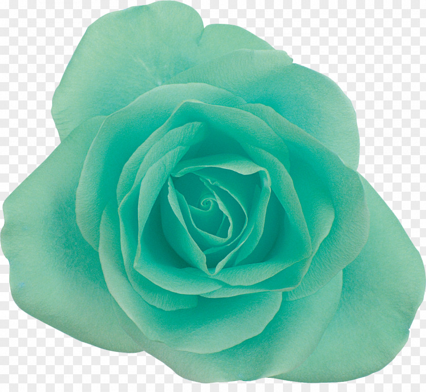 Green Blue Garden Roses Centifolia Photography Flower PNG