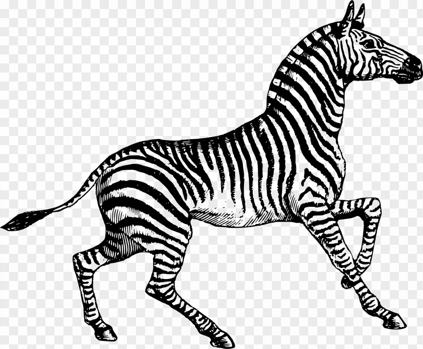 Zebra Paper Post Cards PNG