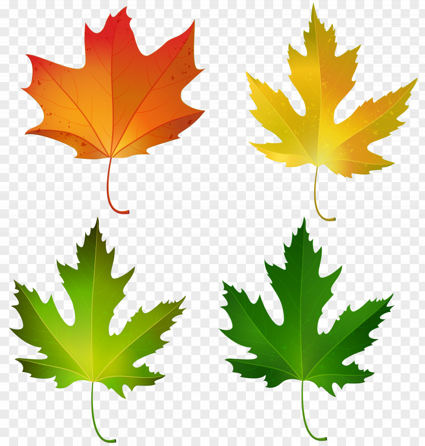 Fall Maple Leaves Set Decorative Clipart Image Leaf Autumn Color Sugar Clip Art PNG