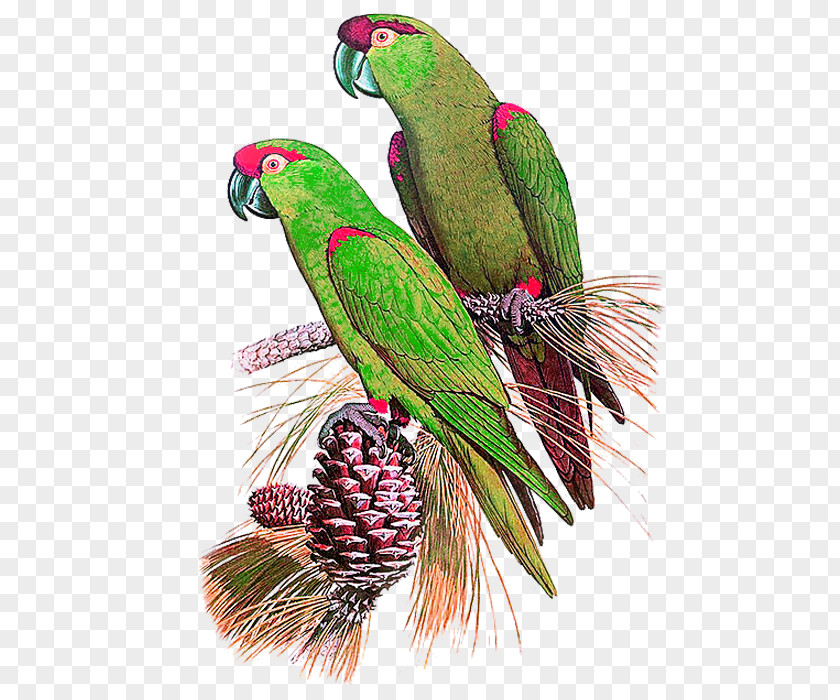 Hand-painted Parrot Bird True Desktop Environment PNG