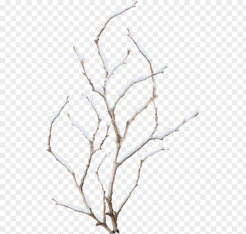 Tree Twig Branch Photography Clip Art PNG