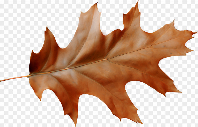 Autumn Oak Leaf Cluster Acorn PNG