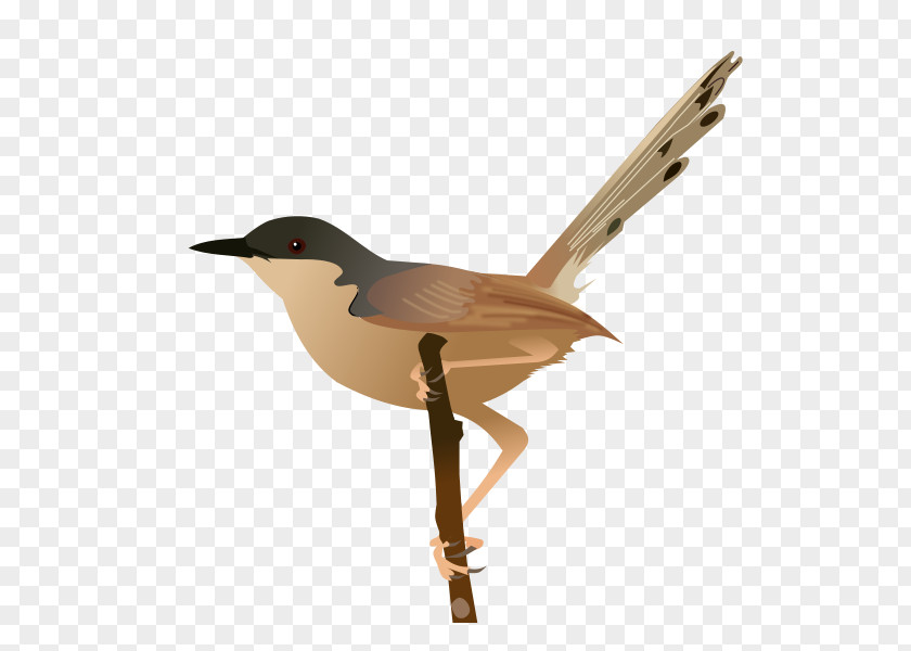 Bird Ashy Prinia Beak Common Starling PNG