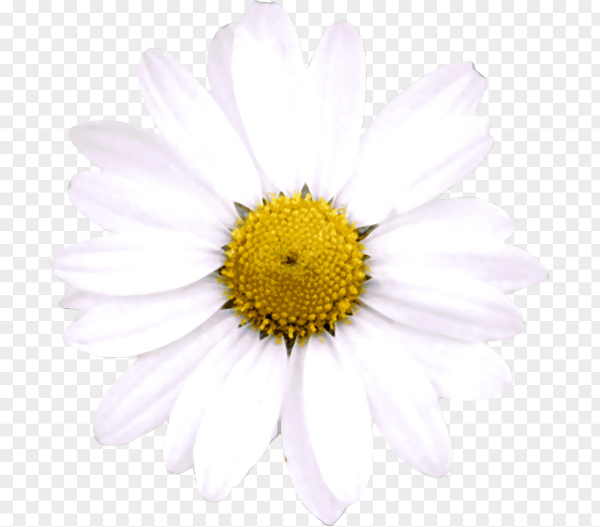 Oxeye Daisy Argyranthemum Frutescens Trackback Chrysanthemum Blog PNG