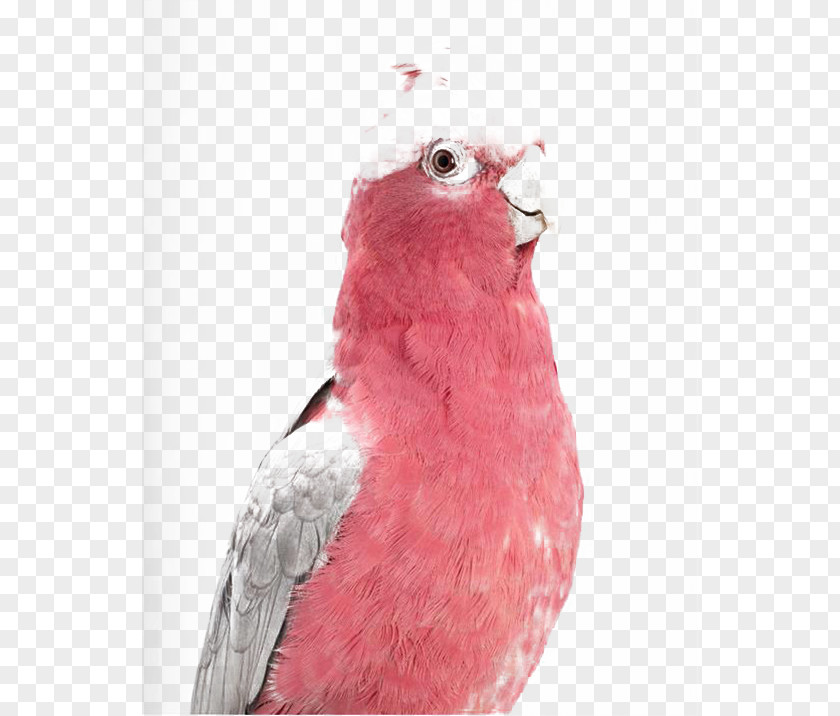 Pink Parrot Bird Budgerigar Cockatoo Galah Parakeet PNG