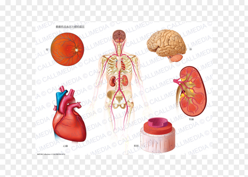 Presio Arterial Hypertension Artery Ambulatory Blood Pressure Organ PNG arterial blood pressure Organ, heart clipart PNG