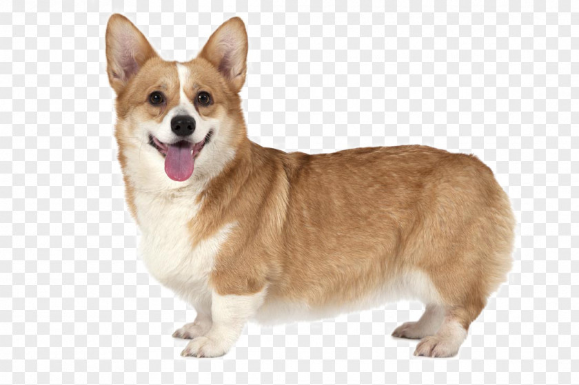 Happy Puppy Pembroke Welsh Corgi Pet PNG