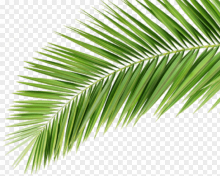 Palme Asian Palmyra Palm Promotional Merchandise Arecaceae Werbemittel Corporate Design PNG