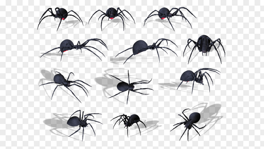 Spider Ant Clip Art PNG