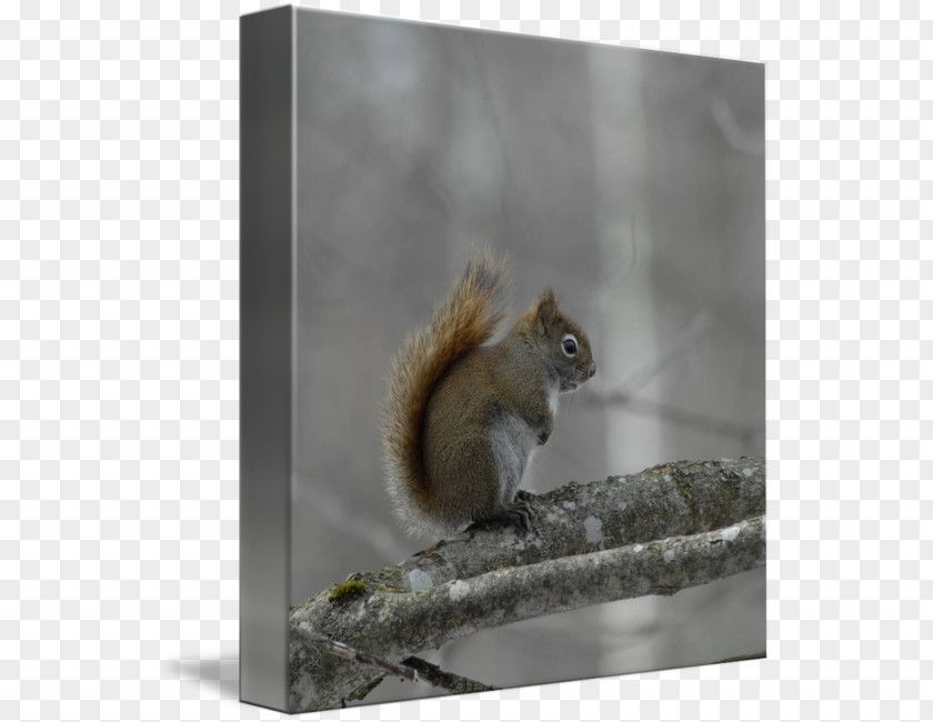 Squirrel Fox Snout Tail PNG