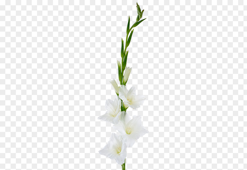 Gladiolus Cut Flowers Plant Stem Floral Design PNG