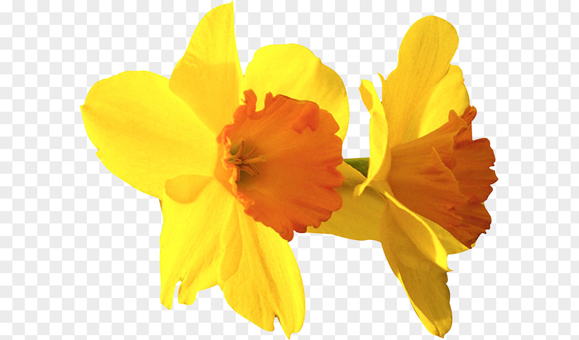 Science Daffodil Natural Scientist Clip Art PNG