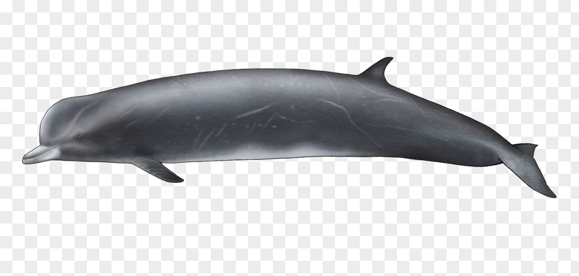 Whitebeaked Dolphin Common Bottlenose Tucuxi Short-beaked Rough-toothed Wholphin PNG