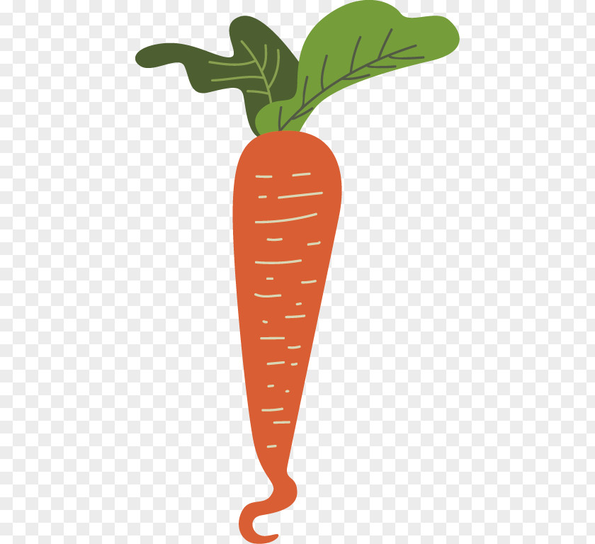 Carrot Vegetable Radish PNG