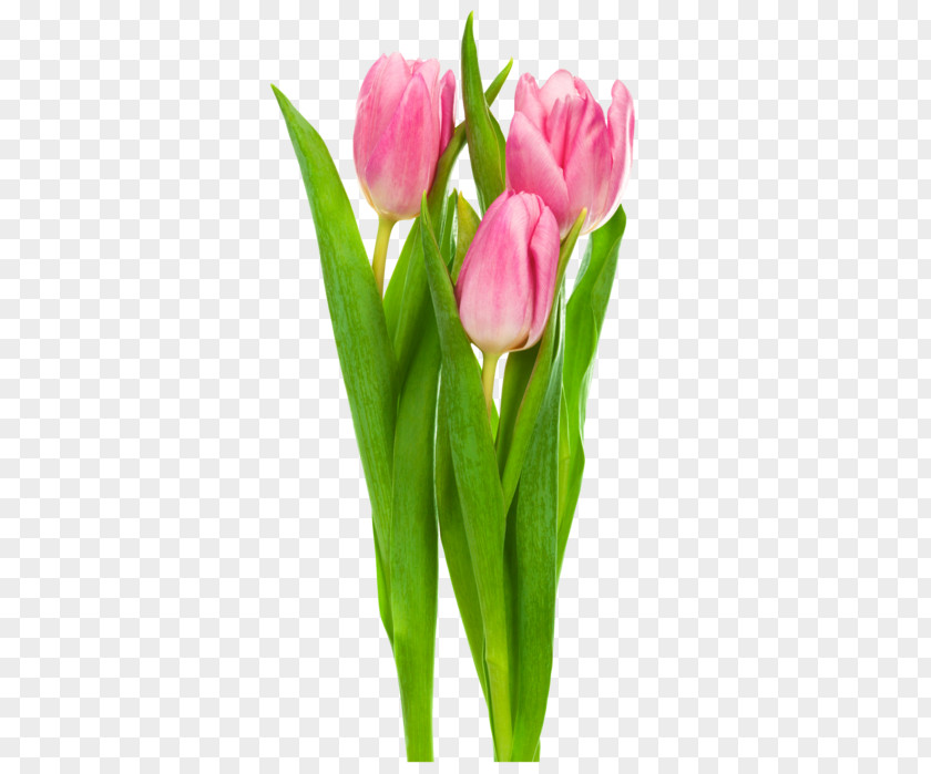 Fleur De Le Pink Grey Wallpaper Indira Gandhi Memorial Tulip Garden Clip Art Flower PNG