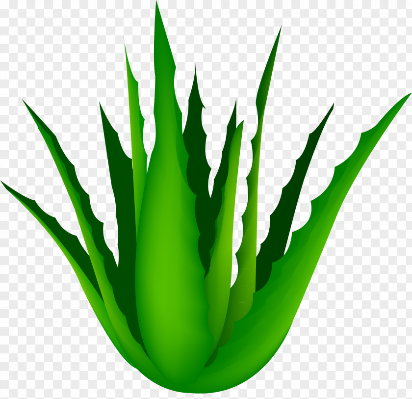 Green Aloe Vera PNG