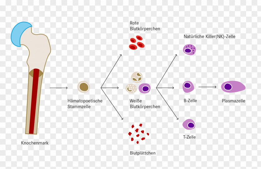 Nhl Haematopoiesis White Blood Cell Leukemia Platelet PNG
