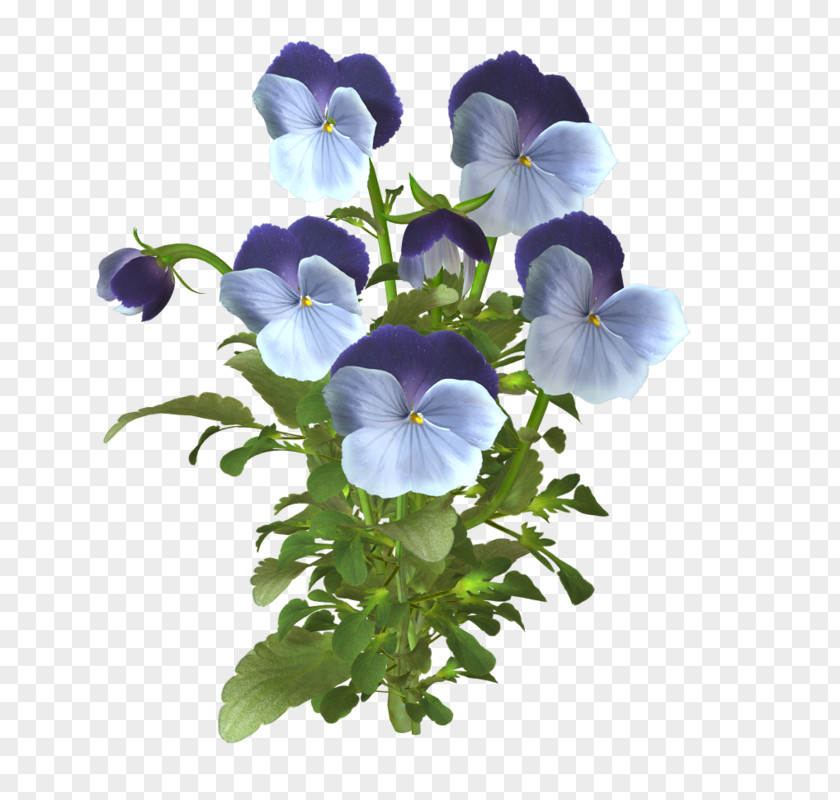 Pansy Animaatio Blog PNG