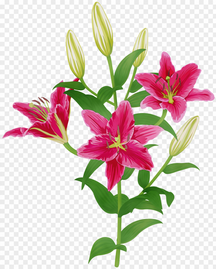 Perennial Plant Magenta Easter Lily Background PNG