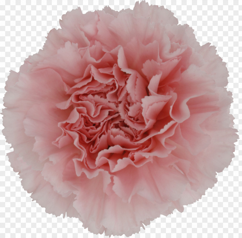 Flower Carnation Cut Flowers Pink Lily Of The Nile PNG