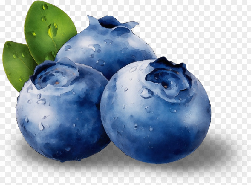 Food Tree Blueberry Bilberry Berry European Plum Fruit PNG