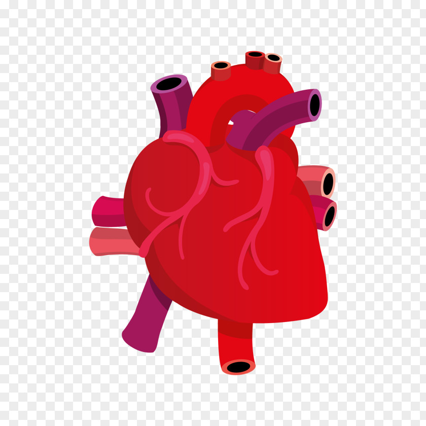 Human Heart Pictures Images Clip Art PNG