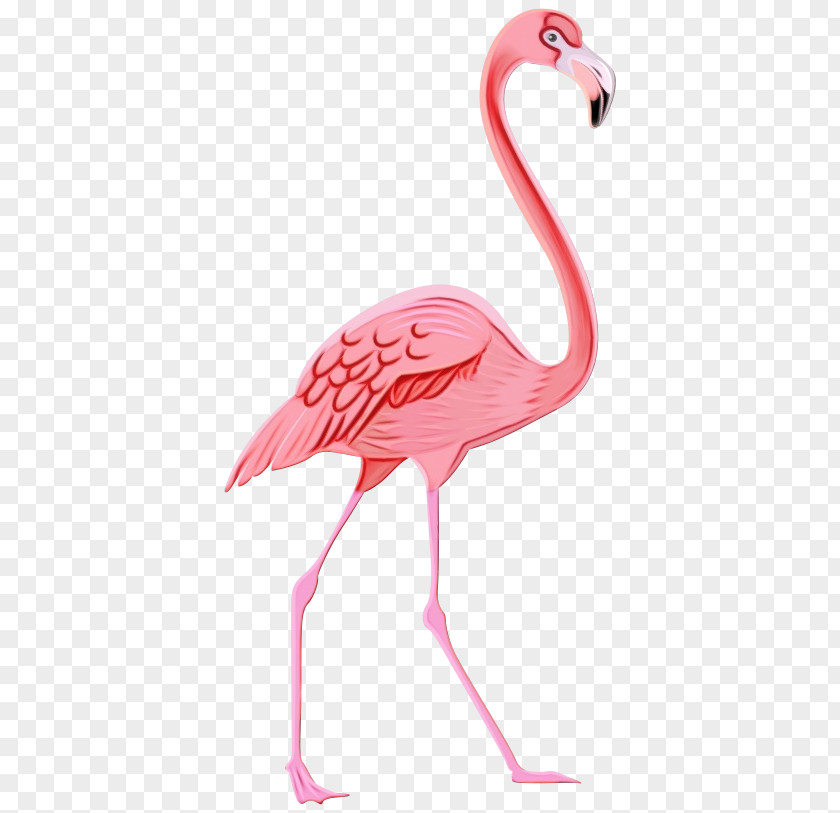 Ibis Neck Flamingo PNG