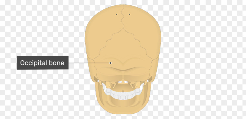 Skull Bones Shoe Jaw PNG