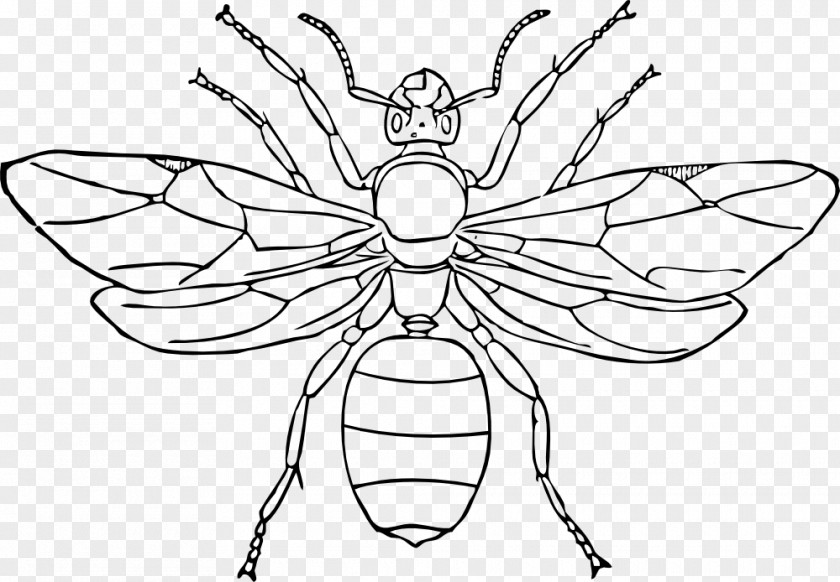 Automate Border Queen Ant Line Art Drawing Insect PNG