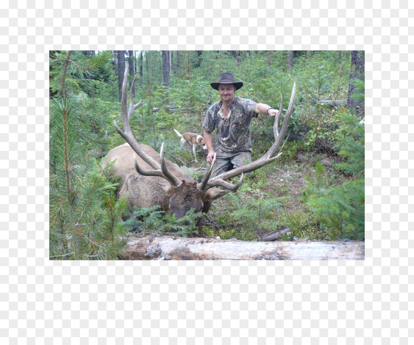 Deer Elk White-tailed Nature Reserve Hunting PNG