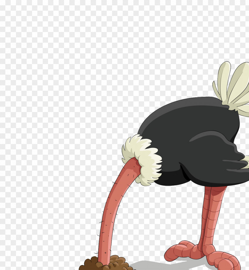 Meng Stay Ostrich Common Bird Stock Photography Clip Art PNG
