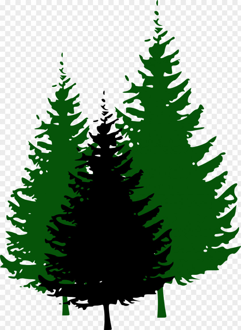Pine Cone Tree Fir Clip Art PNG