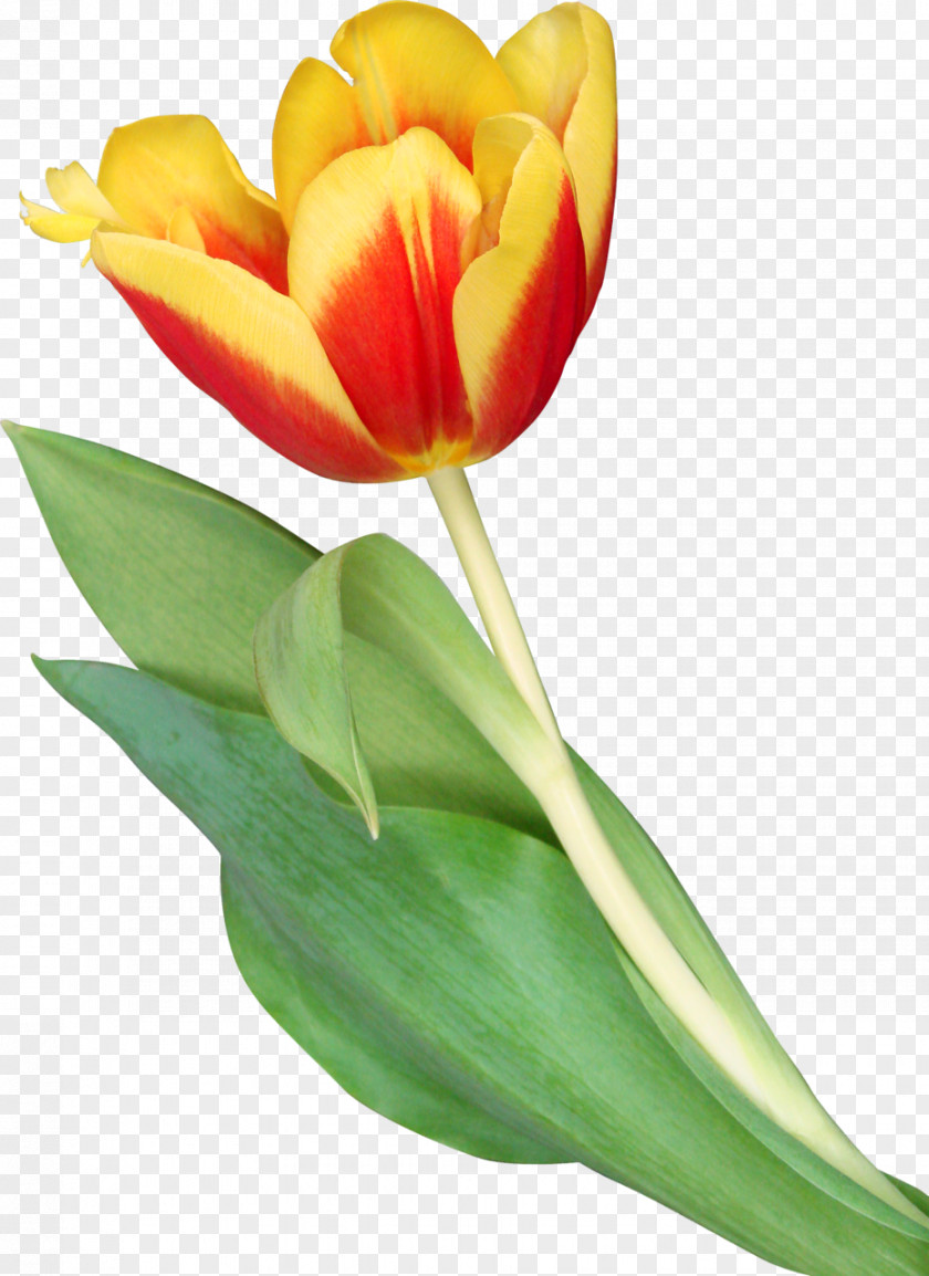 Spring Flowers Clipart Tulips Clip Art Indira Gandhi Memorial Tulip Garden Image PNG