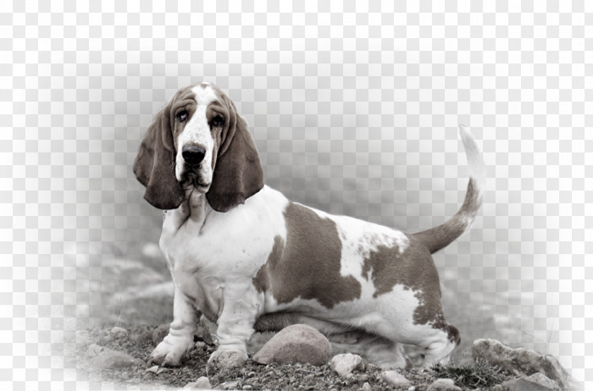 Bassett's Basset Hound Artésien Normand Dog Breed Companion Snout PNG