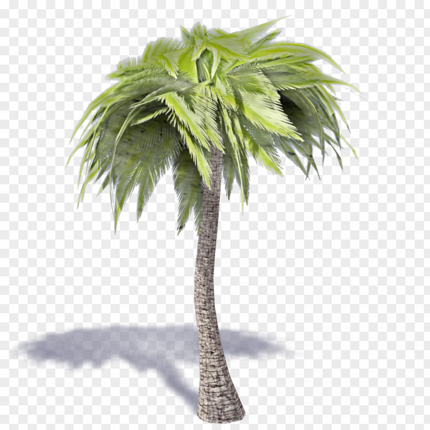 Coconut Asian Palmyra Palm Ravenea Sabal Tree PNG