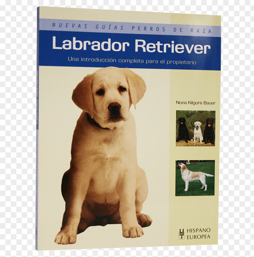 Labrador Retriever Puppy Dog Breed Companion PNG