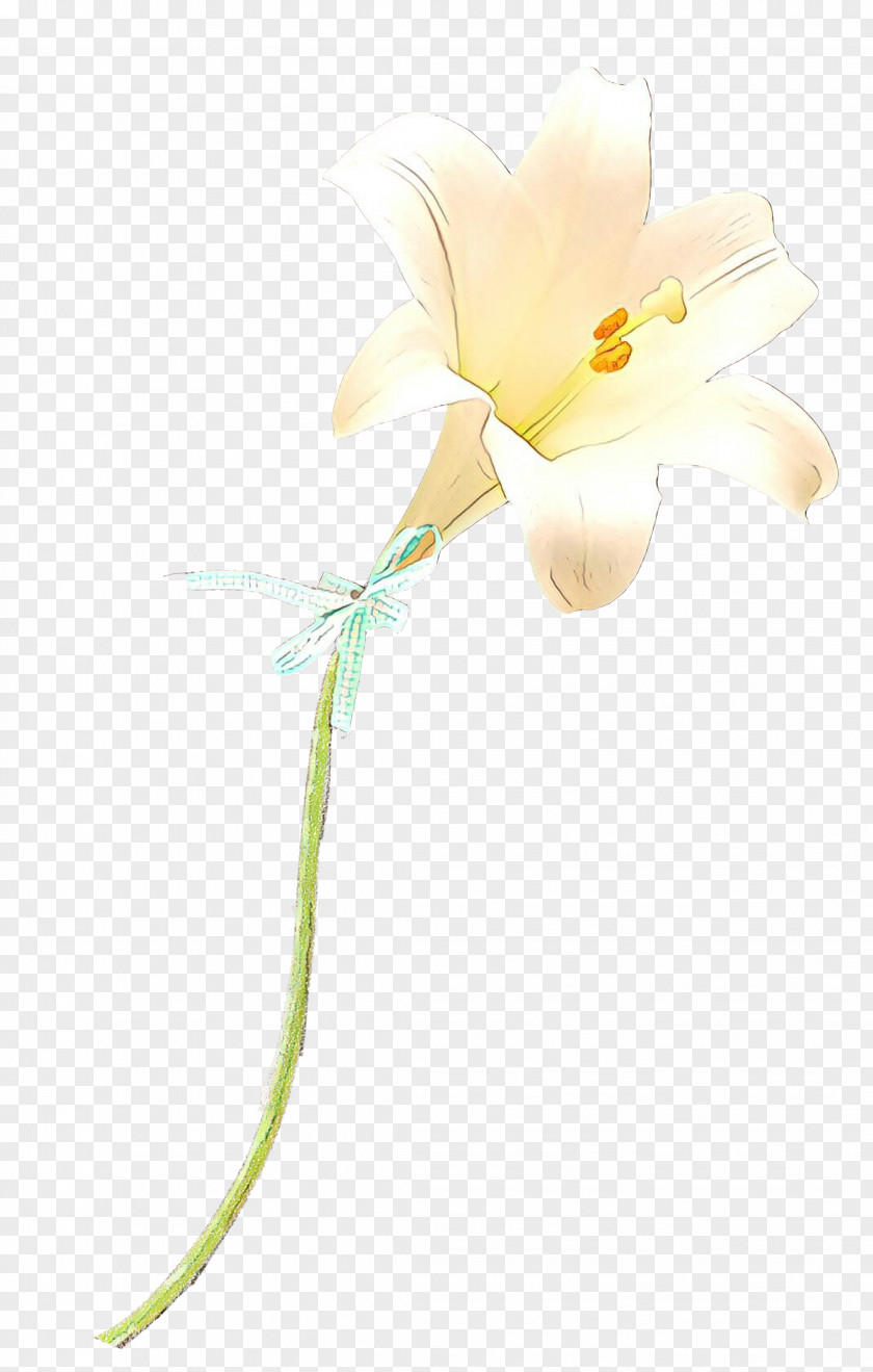 Moth Orchids Cut Flowers Plant Stem Herbaceous PNG