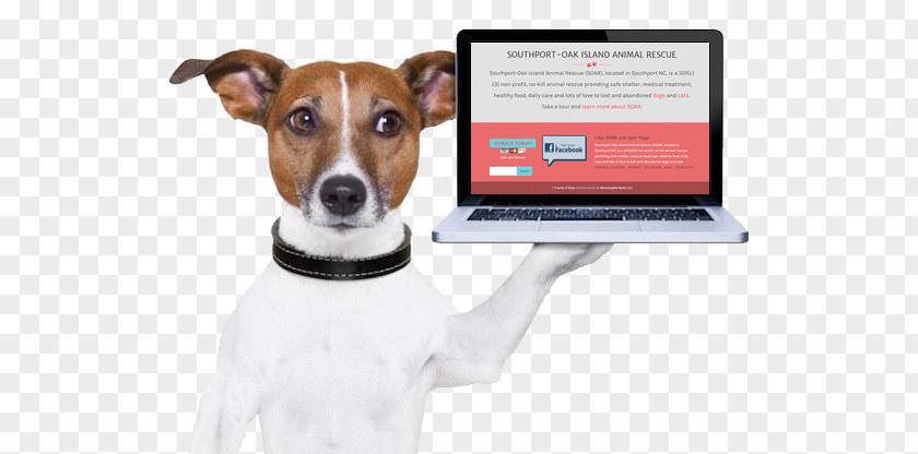 Pet Adoption Dog Credit Card Stock Photography Debit PNG