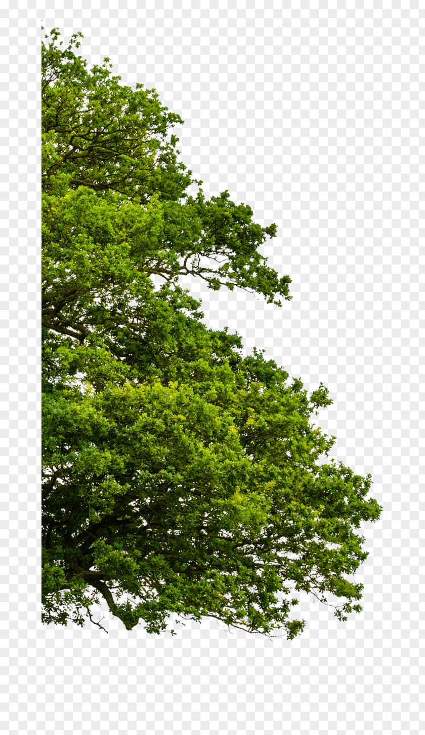 Tree Stock Photography Ulmus Minor Illustration PNG