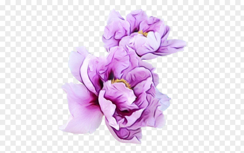 Violet Flower Purple Garden Roses PNG