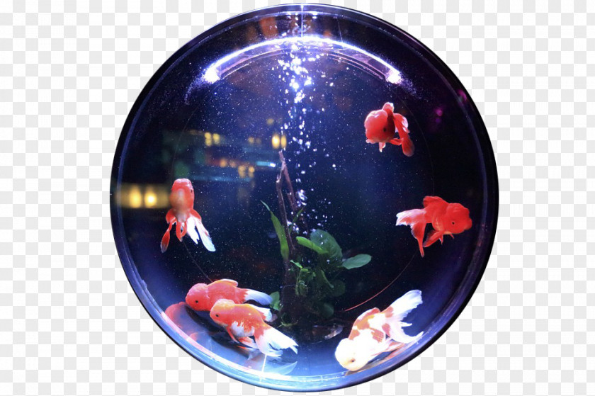 Glass Bead Carassius Auratus Aquariums Aquatic Plants U5bffu547d PNG