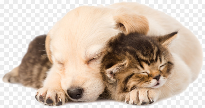 Golden Retriever Labrador Puppy Kitten Cat PNG