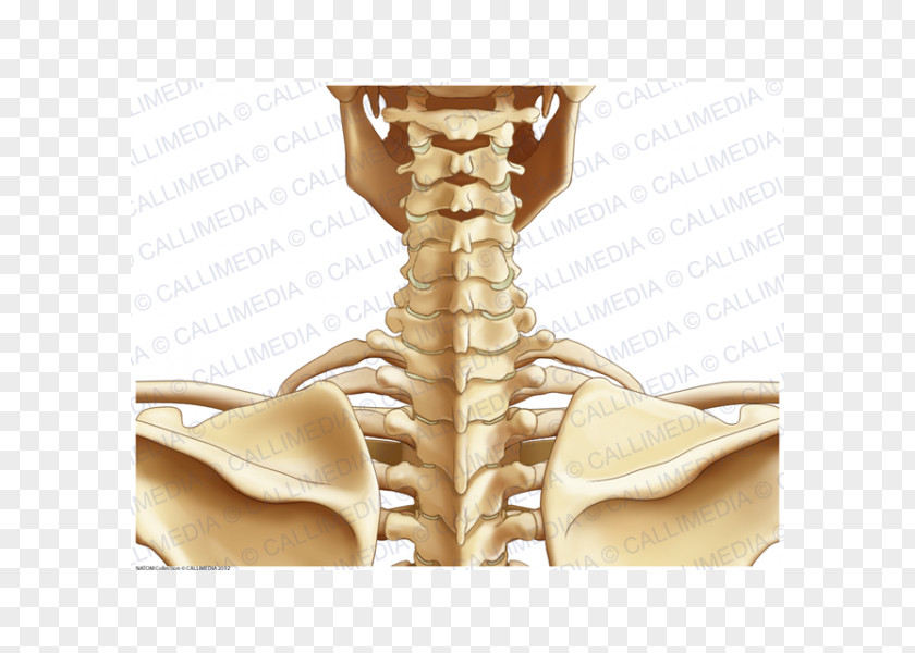Osso Posterior Triangle Of The Neck Human Anatomy Body PNG