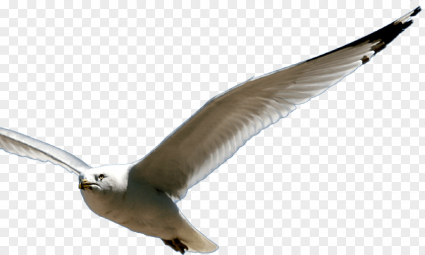 European Herring Gull Mind Spirit Soul Sense PNG