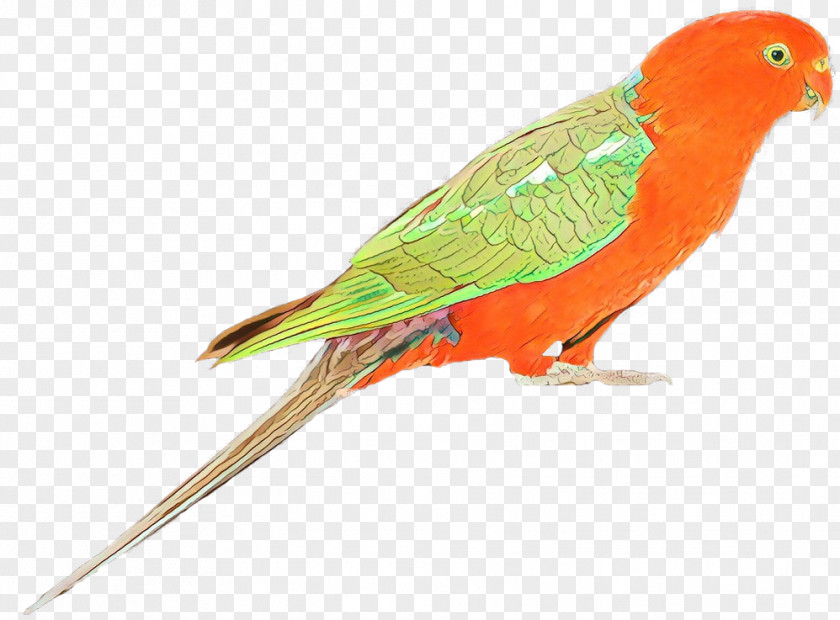 Lovebird Macaw Parakeet Loriini Feather PNG