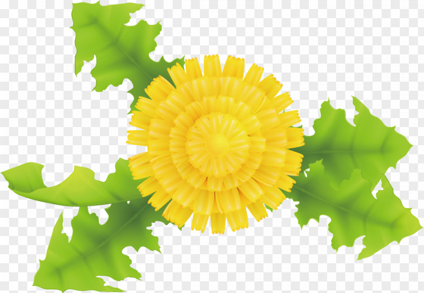 Dandelion PNG