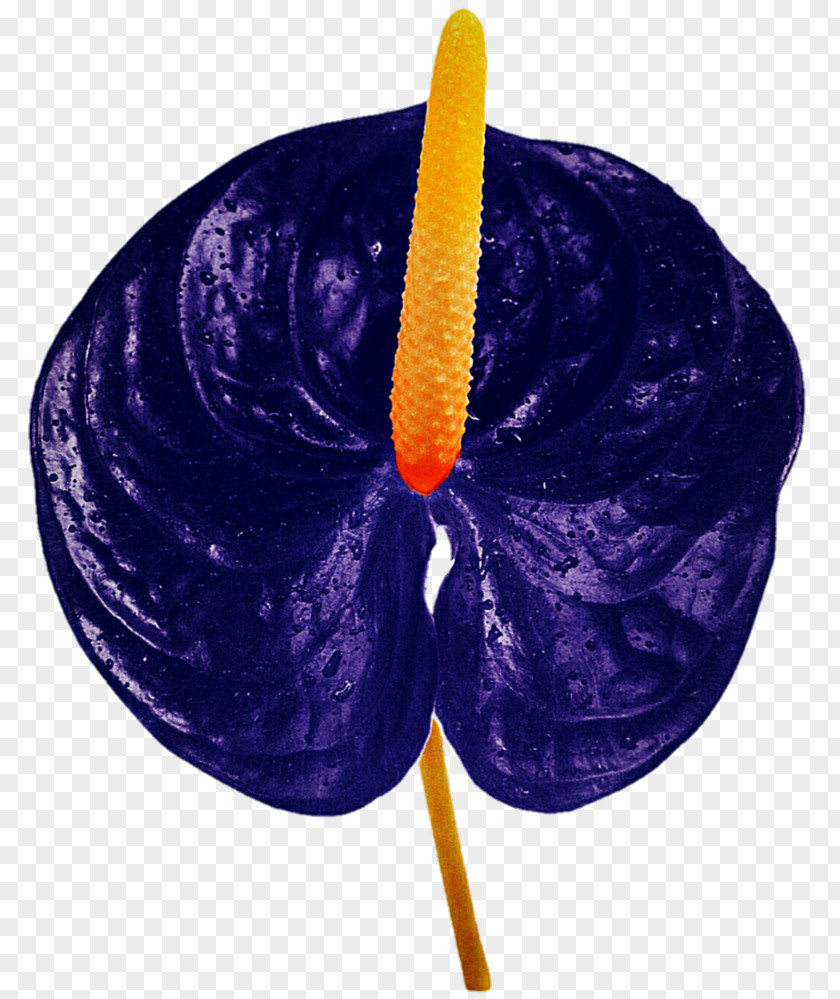 DeviantArt Blue Cyan Flower PNG